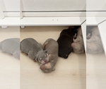 Small #6 American Bully