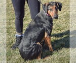 Small #4 Doberman Pinscher-German Shepherd Dog Mix