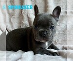 Small Photo #15 French Bulldog Puppy For Sale in BIGFORK, MT, USA