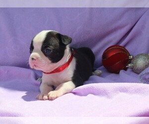 Boston Terrier Puppy for sale in BROOKSVILLE, FL, USA