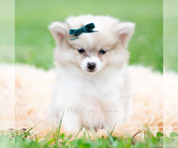 Medium Photo #46 Pomeranian Puppy For Sale in WARSAW, IN, USA