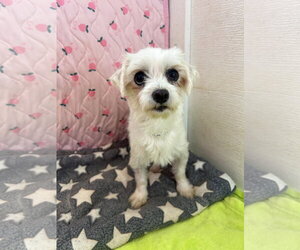 Maltese Dogs for adoption in Pacolet, SC, USA