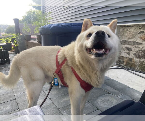 Medium Photo #2 Samoyed-Unknown Mix Puppy For Sale in Brewster, NY, USA