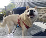 Small #1 Samoyed Mix