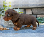 Small #2 Dachshund
