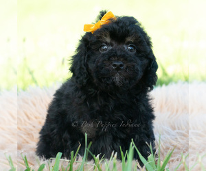 Medium Poodle (Miniature)
