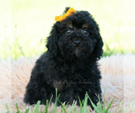 Puppy Kona Poodle (Miniature)