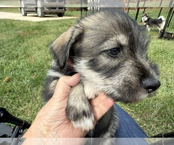 Medium Photo #3 Pomsky Puppy For Sale in LIBERTY, NC, USA