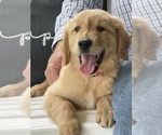 Puppy Sophie Golden Retriever
