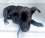 Small #1 American Pit Bull Terrier