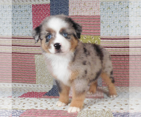 Medium Photo #9 Miniature Australian Shepherd Puppy For Sale in HARRISON, OH, USA