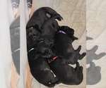 Small #10 Labrador Retriever