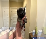 Small Photo #11 Belgian Malinois Puppy For Sale in ATHENS, AL, USA