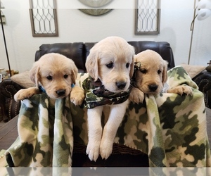 Golden Retriever Litter for sale in BURKBURNETT, TX, USA