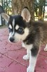 Small Photo #4 Alaskan Klee Kai Puppy For Sale in AUMSVILLE, OR, USA