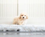 Small Photo #3 Bichpoo Puppy For Sale in WARSAW, IN, USA