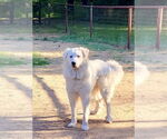 Small #6 Great Pyrenees