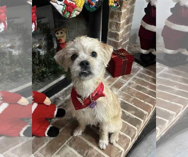 Medium Photo #7 Mutt Puppy For Sale in Fort Worth, TX, USA