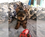 Small Photo #18 Yorkshire Terrier Puppy For Sale in ODESSA, TX, USA