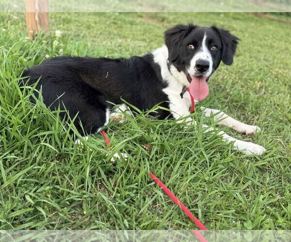 Medium Photo #2 Great Pyrenees Puppy For Sale in Croydon, NH, USA