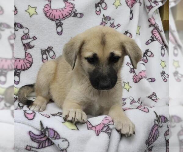 Medium Photo #1 Mutt Puppy For Sale in Thief River Falls, MN, USA