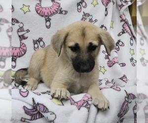 Mutt Dogs for adoption in Thief River Falls, MN, USA