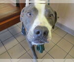 Small Staffordshire Bull Terrier