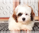 Small #1 ShihPoo