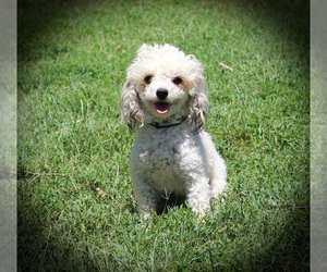Mother of the Poodle (Toy) puppies born on 04/24/2025