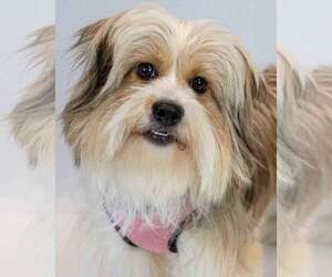 Shih Tzu-Unknown Mix Dogs for adoption in Kennesaw, GA, USA