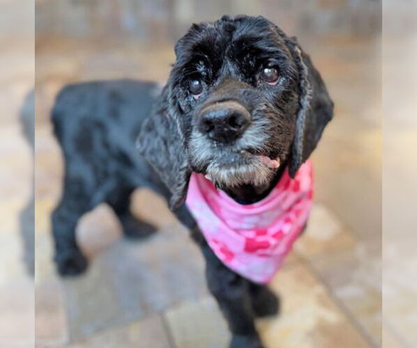 Medium Photo #5 Cocker Spaniel-Unknown Mix Puppy For Sale in Arlington, VA, USA