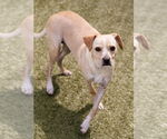 Small #3 Mutt