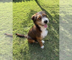 Australian Shepherd-Border Terrier Mix Dogs for adoption in Euless, TX, USA