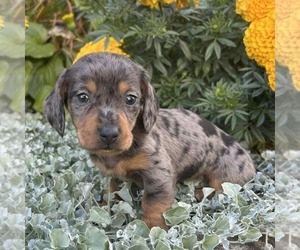 Dachshund Puppy for sale in FREDONIA, PA, USA