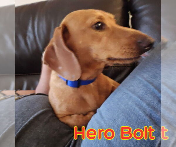Medium Photo #6 Dachshund Puppy For Sale in San Antonio, TX, USA