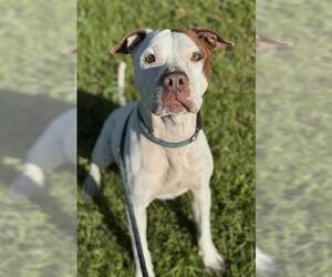 American Staffordshire Terrier Dogs for adoption in Fort Lauderdale, FL, USA