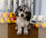 Small #9 Cavapoo (Miniature)