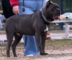 Father of the Cane Corso puppies born on 04/11/2026