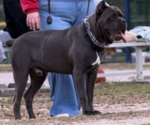 Small Photo #1 Cane Corso Puppy For Sale in MELBOURNE, FL, USA