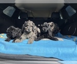 Small Photo #25 Goldendoodle-Poodle (Standard) Mix Puppy For Sale in DETROIT, MI, USA