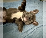 Small #4 French Bulldog