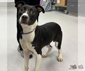 Labrador Retriever-Unknown Mix Dogs for adoption in Washington, DC, USA