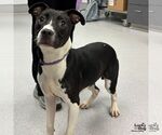 Small Labrador Retriever Mix