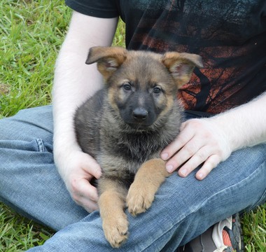 Medium Photo #3 German Shepherd Dog Puppy For Sale in ALLIANCE, OH, USA