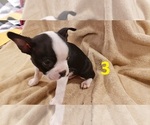 Small Photo #2 Boston Terrier Puppy For Sale in KILLEEN, TX, USA
