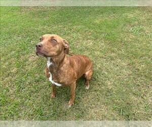 American Pit Bull Terrier-Unknown Mix Dogs for adoption in Grovetown, GA, USA