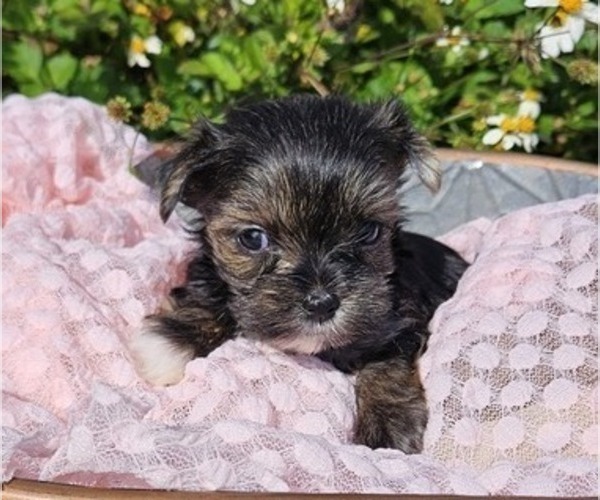Medium Photo #3 Yorkshire Terrier Puppy For Sale in SARASOTA, FL, USA