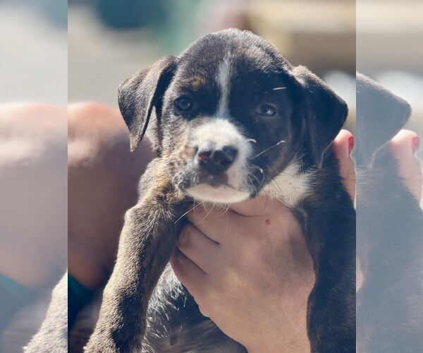 Medium Photo #2 Labrador Retriever-Unknown Mix Puppy For Sale in Jefferson, NJ, USA