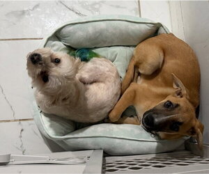 Iris (I Pups) - Female Labrador Retriever-Unknown Mix Dog for Adoption - Photo #7