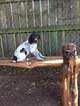 Small Photo #1 German Shorthaired Pointer Puppy For Sale in MANCHACA, TX, USA
